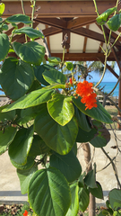 Cordia sebestena