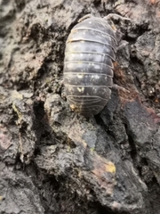Armadillidium vulgare