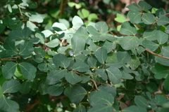 Pithecellobium unguis-cati