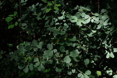 Pithecellobium unguis-cati