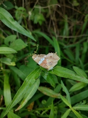 Anartia amathea