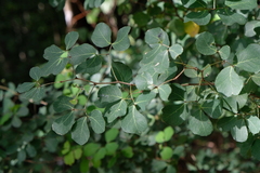 Pithecellobium unguis-cati