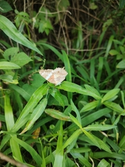 Anartia amathea