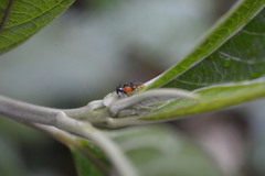Cyphonia trifida