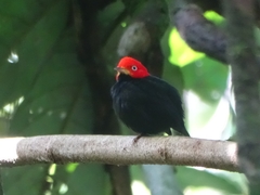 Ceratopipra mentalis