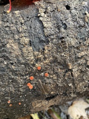 Amphilogia gyrosa