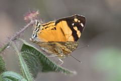 Hypanartia lethe