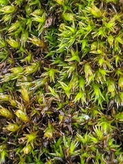 Schistidium crassipilum