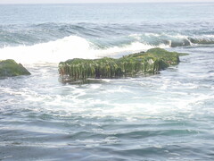 Phyllospadix scouleri