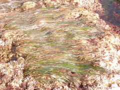 Phyllospadix scouleri