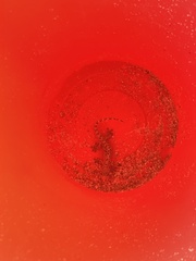 Hemidactylus turcicus