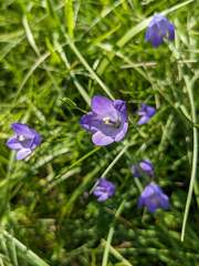 Campanula rotundifolia