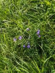 Campanula rotundifolia
