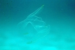 Leucothea multicornis