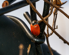 Chelymorpha cribraria