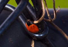 Chelymorpha cribraria