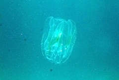 Leucothea multicornis