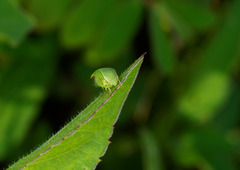 Spissistilus festinus