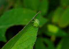 Spissistilus festinus