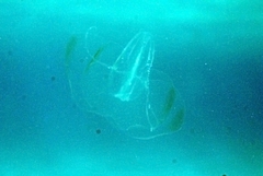 Leucothea multicornis