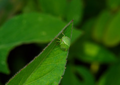 Spissistilus festinus