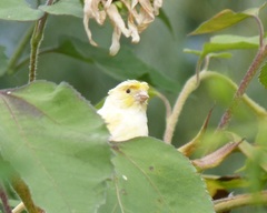 Serinus canaria domesticus