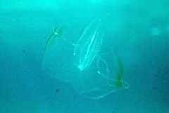 Leucothea multicornis