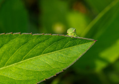 Spissistilus festinus