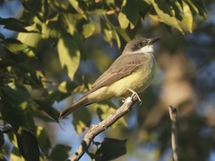 Tyrannus crassirostris