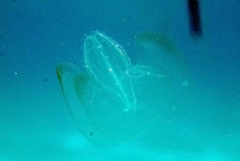 Leucothea multicornis