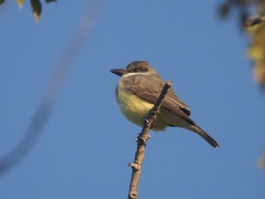 Tyrannus crassirostris