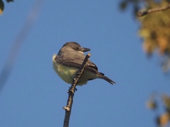 Tyrannus crassirostris