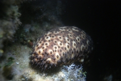 Holothuria sanctori