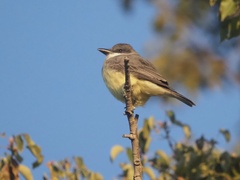 Tyrannus crassirostris