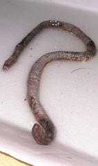 Amphisbaena darwinii