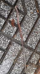 Amphisbaena darwinii