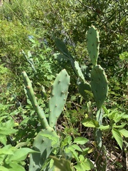 Opuntia stricta
