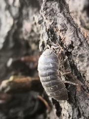 Armadillidium vulgare