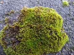 Schistidium crassipilum