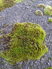 Schistidium crassipilum