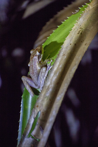Shy Madagascar Frog, Guibemantis timidus