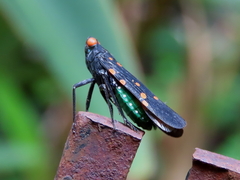 Desudaba maculata