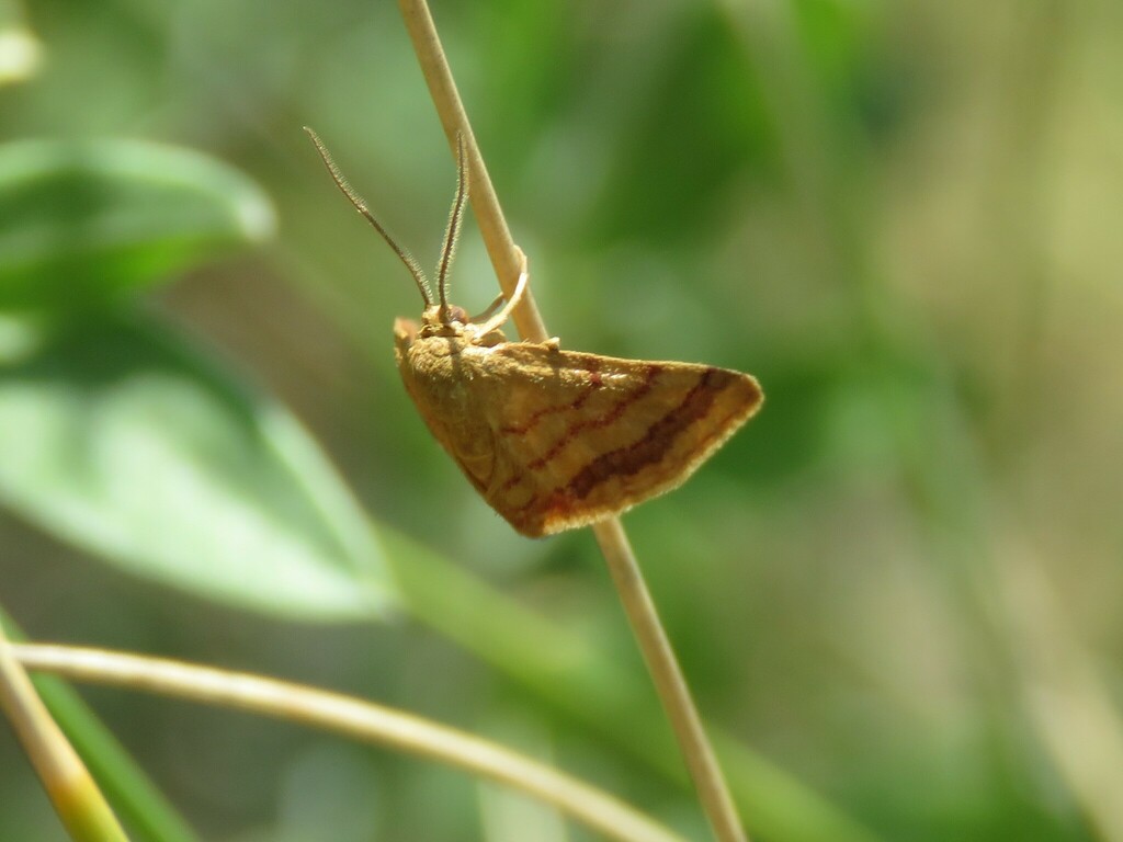 Brachyglossina exilaria