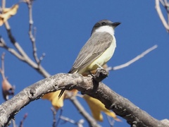 Tyrannus crassirostris