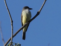 Tyrannus crassirostris