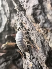 Armadillidium vulgare