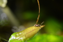 Ptilodactylidae