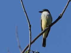 Tyrannus crassirostris