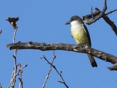 Tyrannus crassirostris