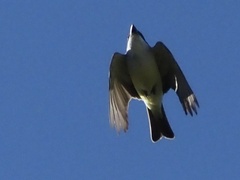 Tyrannus crassirostris